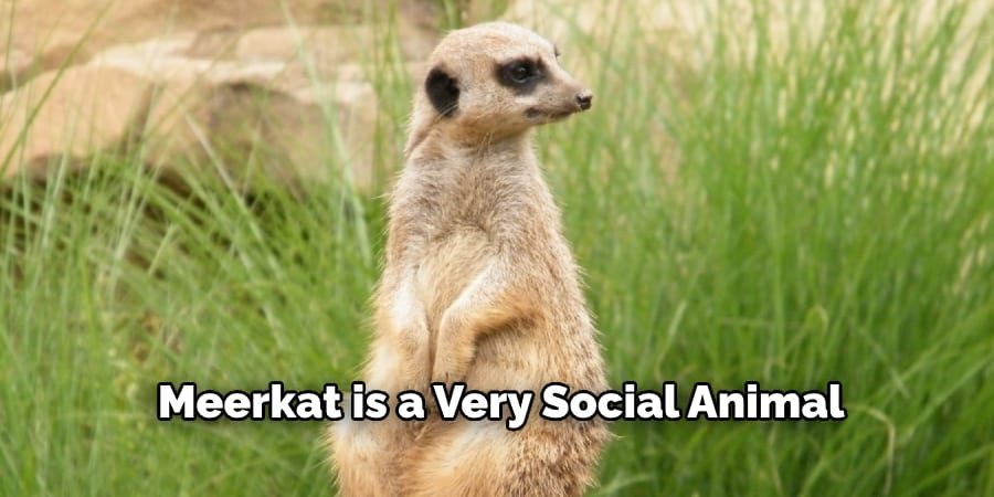  Meerkat is a Very Social Animal