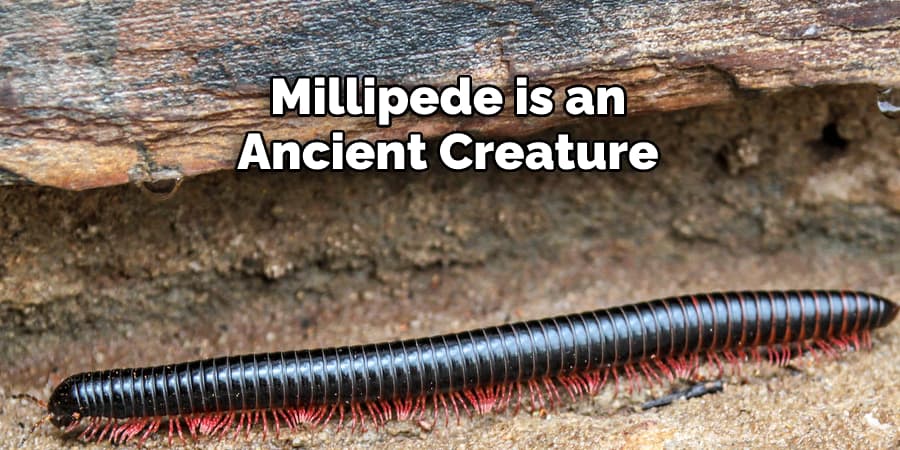 Millipede is an  Ancient Creature