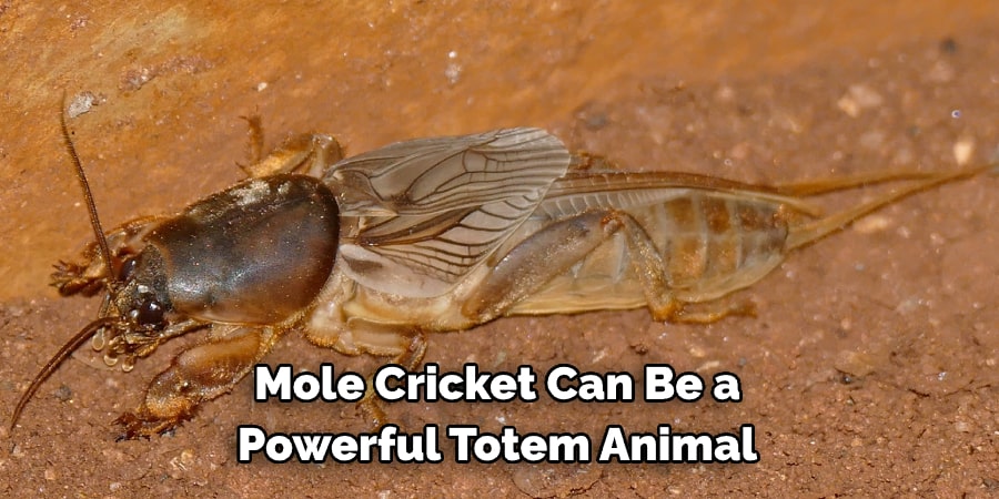 Mole Cricket Can Be a Powerful Totem Animal