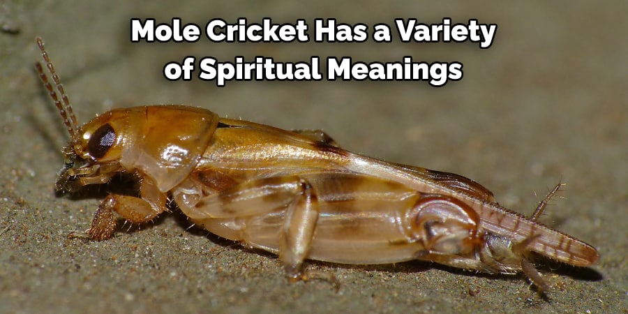 Mole Cricket Has a Variety of Spiritual Meanings