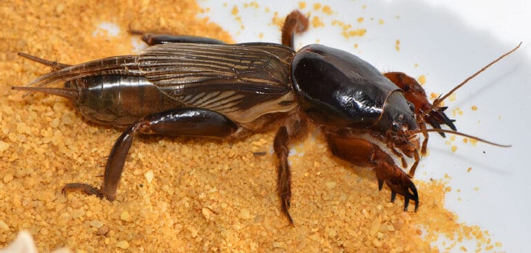 Mole Cricket Spiritual Meaning Symbolism And Totem 2022 