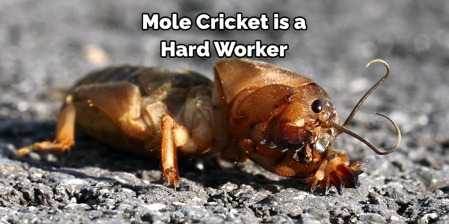 Mole Cricket is a Hard Worker