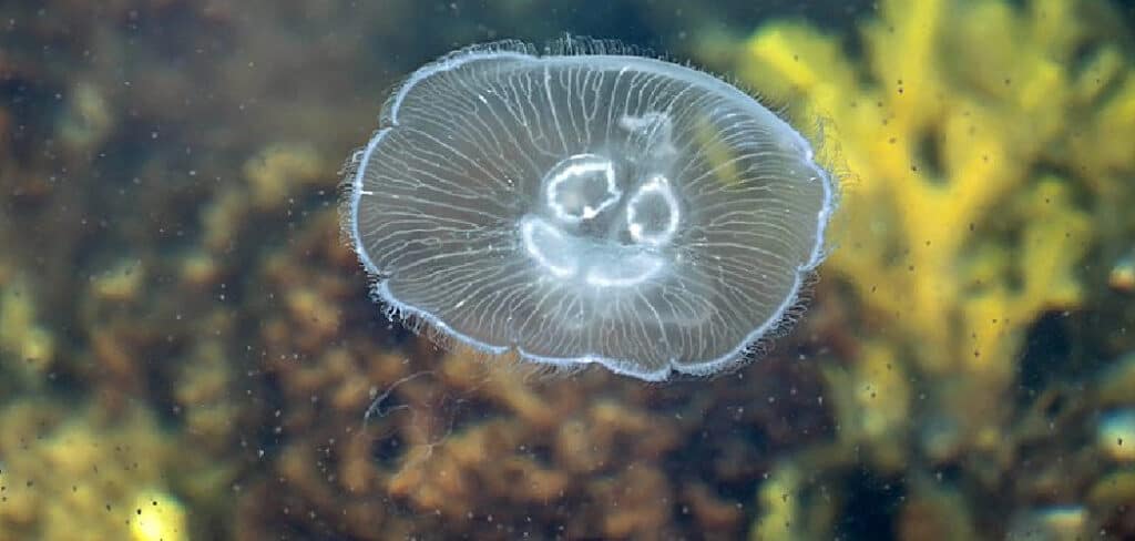 Moon Jellyfish Spiritual Meaning
