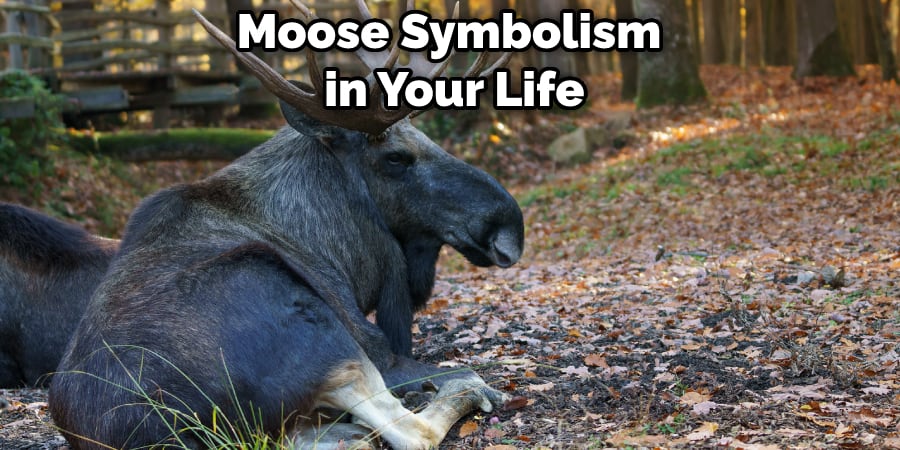 Moose Symbolism in Your Life