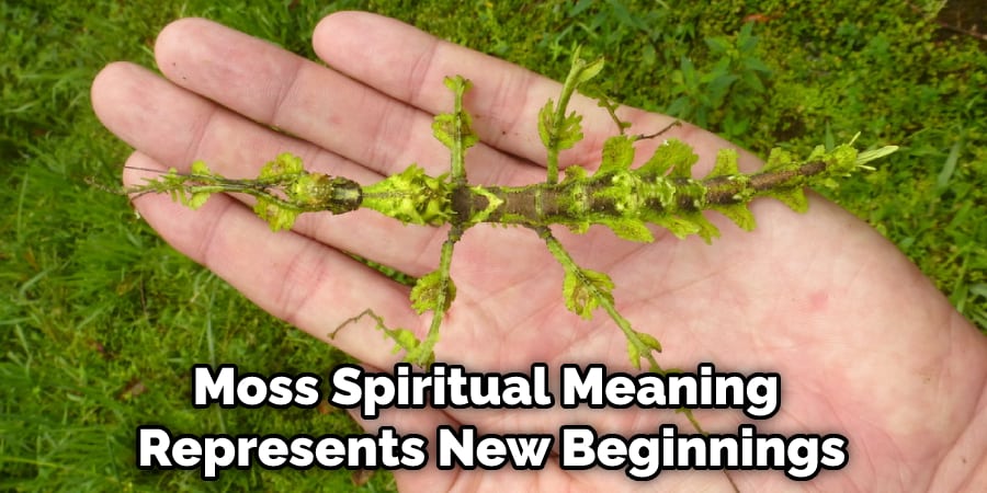 Moss Spiritual Meaning Represents New Beginnings
