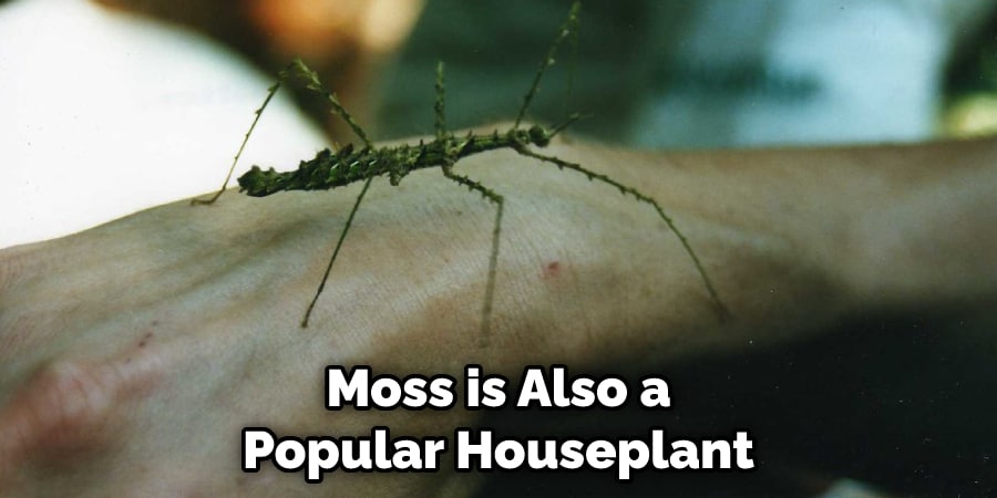Moss is Also a Popular Houseplant