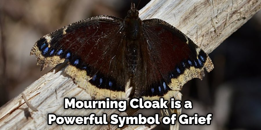 Mourning Cloak is a Powerful Symbol of Grief