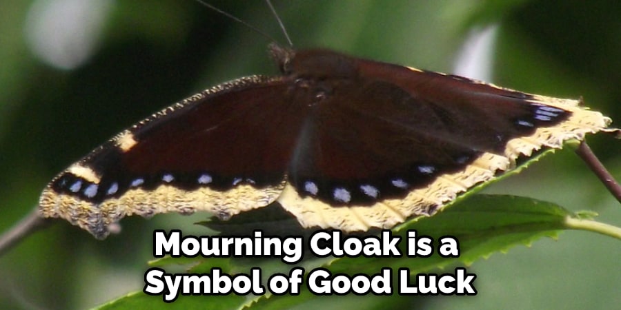 Mourning Cloak is a Symbol of Good Luck