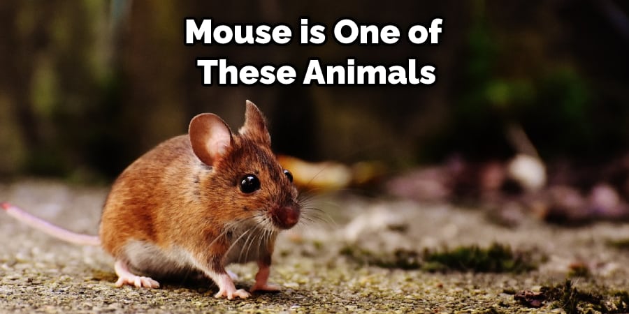 Mouse is One of These Animals