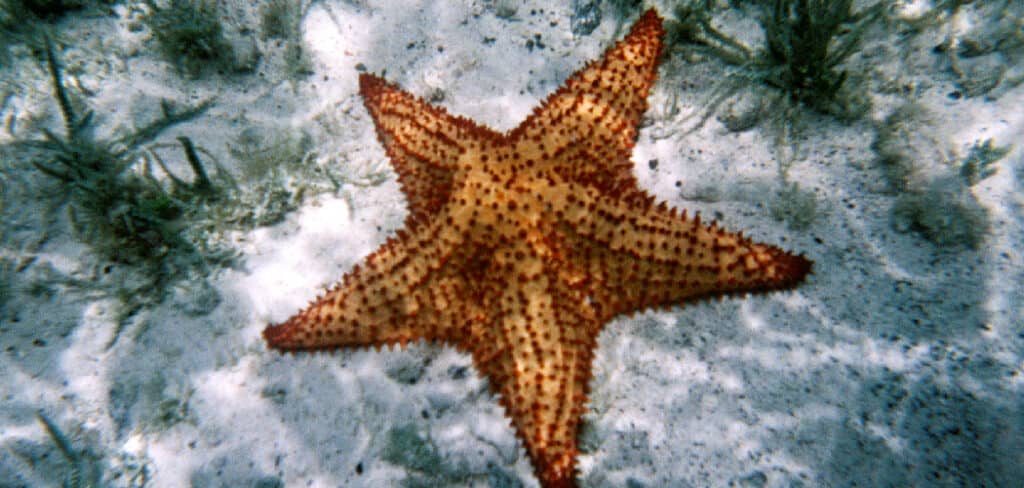 Starfish Spiritual Meaning