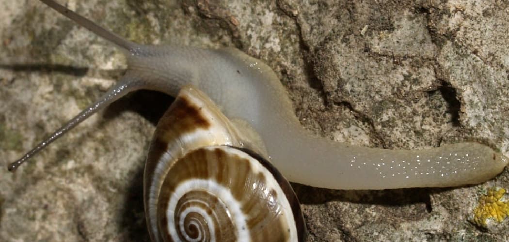 Mollusca Spiritual Meaning, Symbolism, and Totem