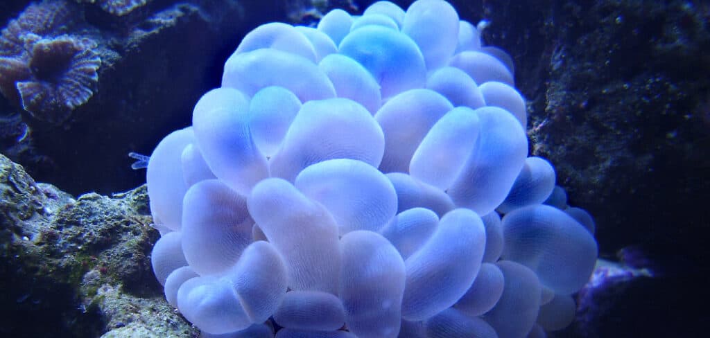 Bubble Coral Spiritual Meaning