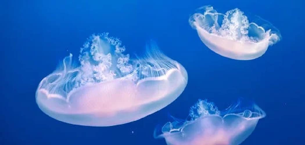 Blue Blubber Jellyfish Spiritual Meaning