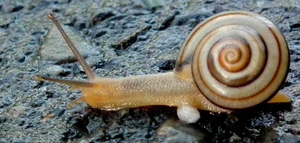 Gastropod Spiritual Meaning, Symbolism, and Totem
