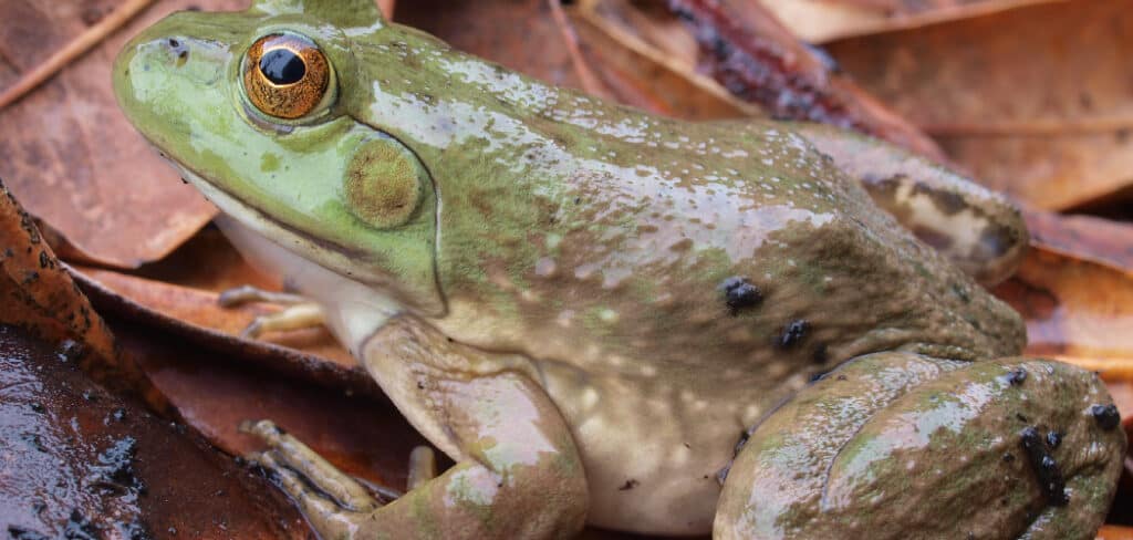 Bullfrog Spiritual Meaning