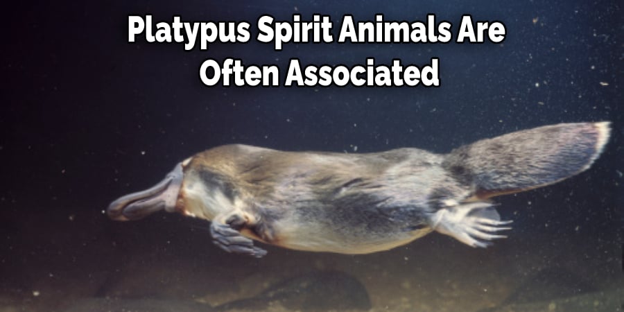 Platypus Spirit Animals Are  Often Associated