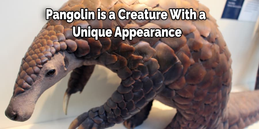 Pangolin is a Creature With a  Unique Appearance