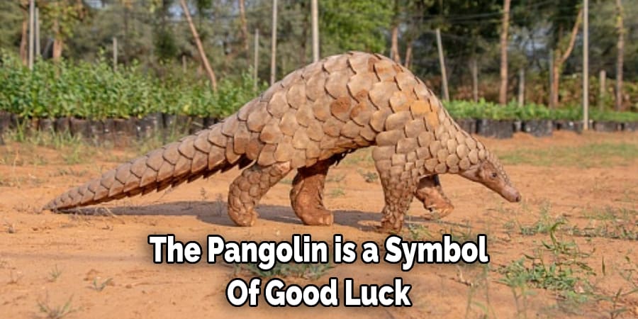 The Pangolin is a Symbol  Of Good Luck