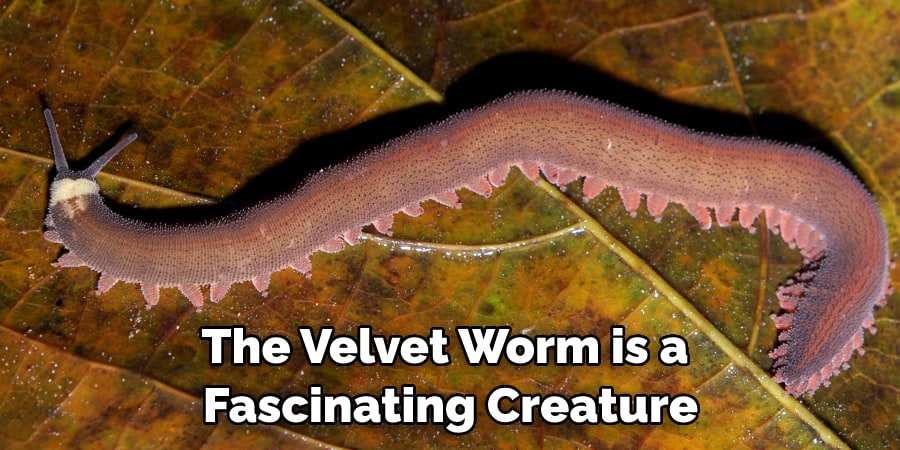 The Velvet Worm is a Fascinating Creature