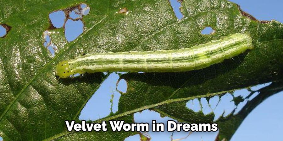 Velvet Worm in Dreams
