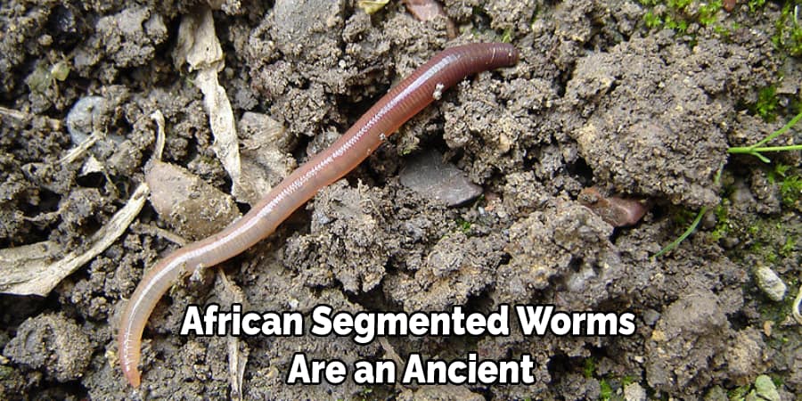 African Segmented Worms  Are an Ancient