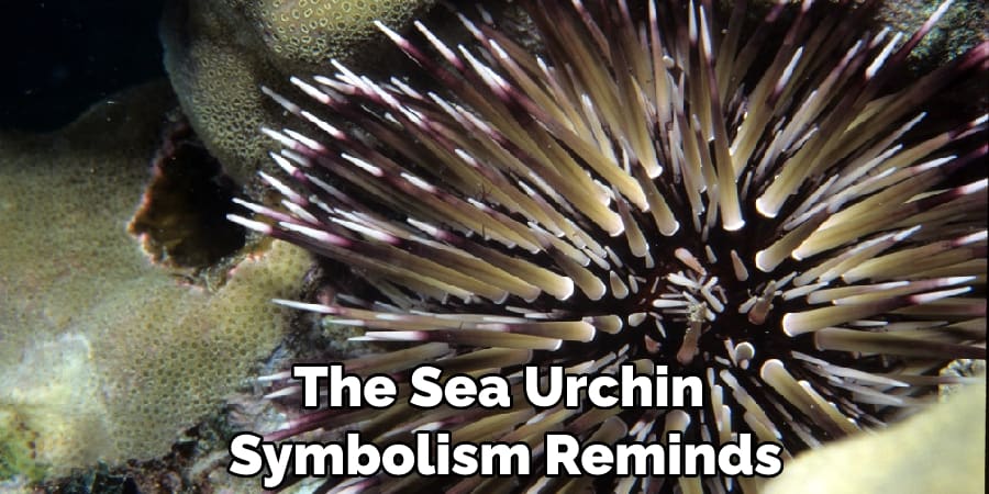 The Sea Urchin  Symbolism Reminds