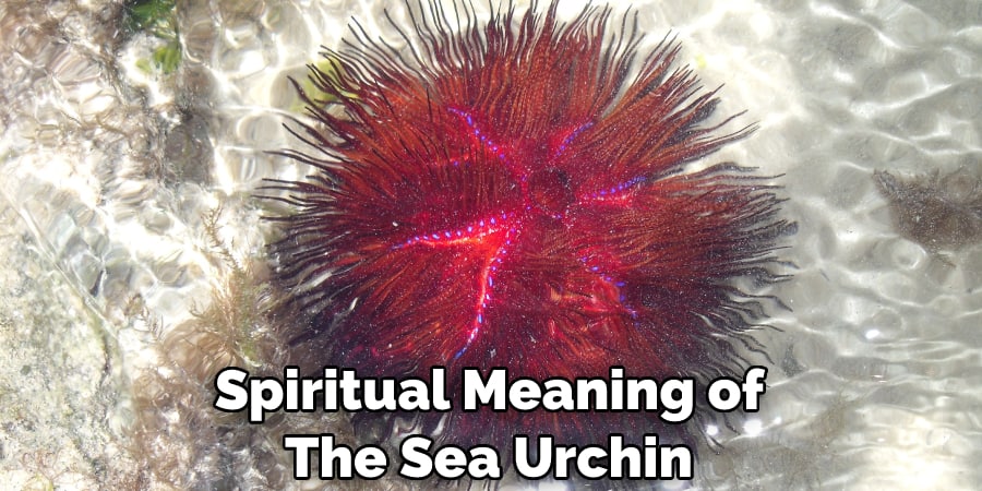  Spiritual Meaning of  The Sea Urchin