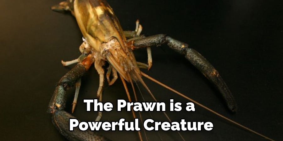 The Prawn is a  Powerful Creature