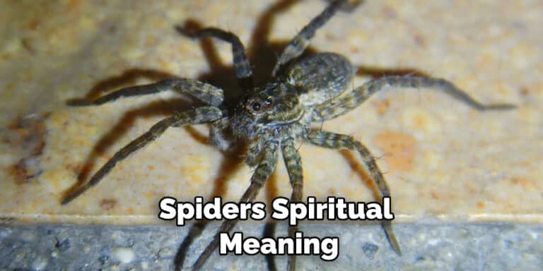 Spiders Spiritual Meaning, Symbolism, and Totem | (2022)