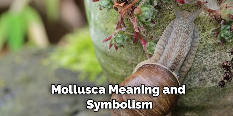 Mollusca Meaning and  Symbolism