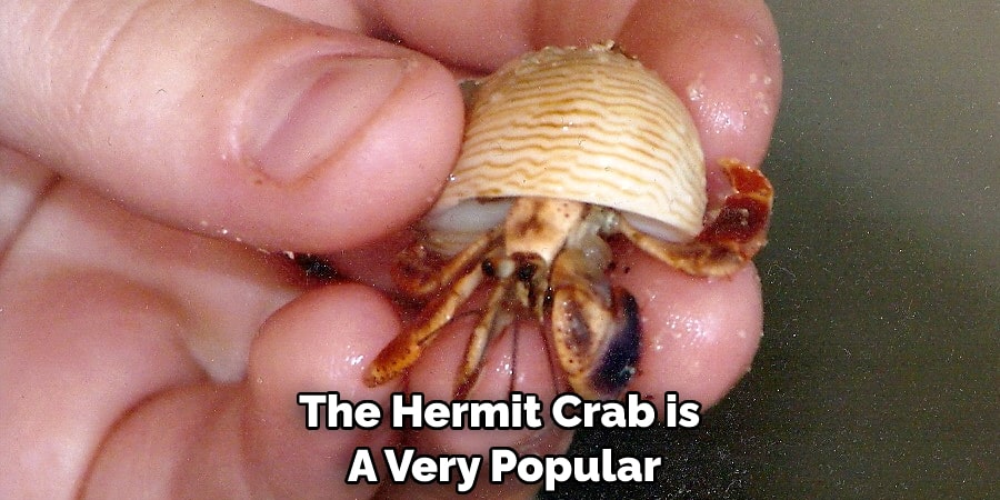 The Hermit Crab is  A Very Popular