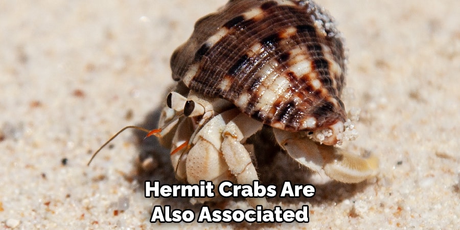 Hermit Crabs Are  Also Associated 
