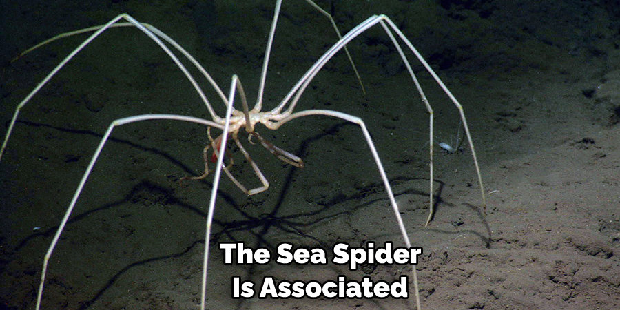 The Sea Spider  Is Associated 