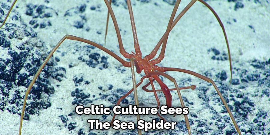 Celtic Culture Sees  The Sea Spider 