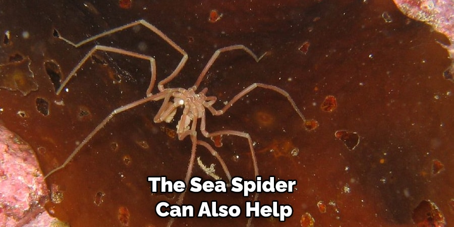 The Sea Spider  Can Also Help