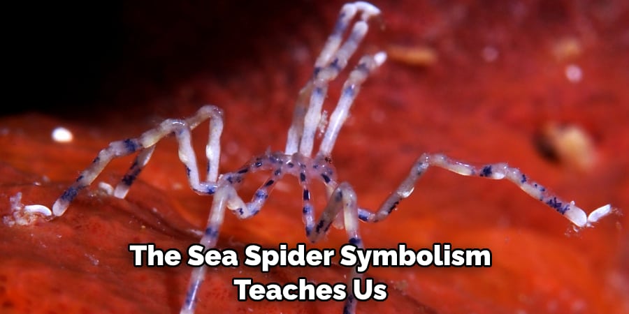 The Sea Spider Symbolism Teaches Us