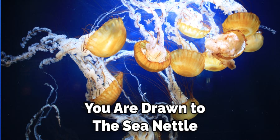  You Are Drawn to  The Sea Nettle