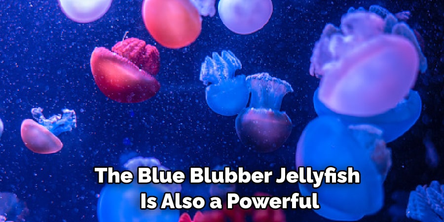 The Blue Blubber Jellyfish  Is Also a Powerful