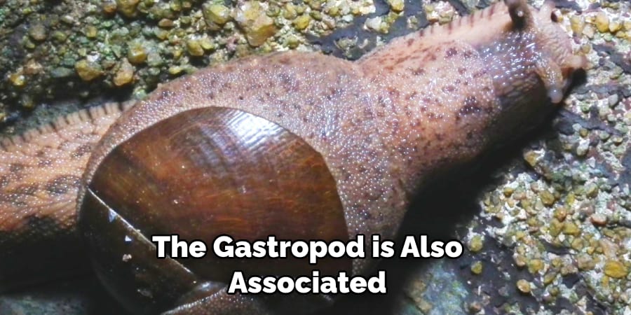 The Gastropod is Also  Associated 