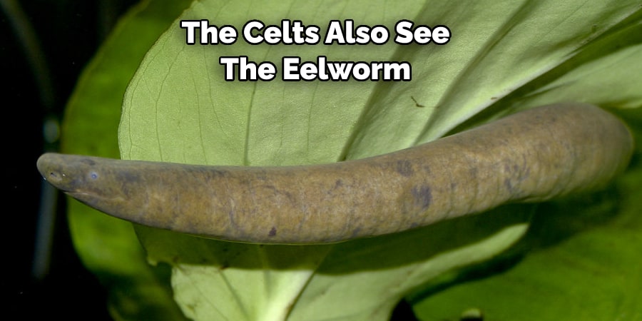 The Celts Also See  The Eelworm 