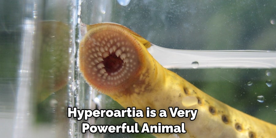 Hyperoartia is a Very  Powerful Animal