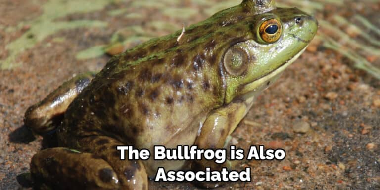 Bullfrog Spiritual Meaning, Symbolism, and Totem (2022)