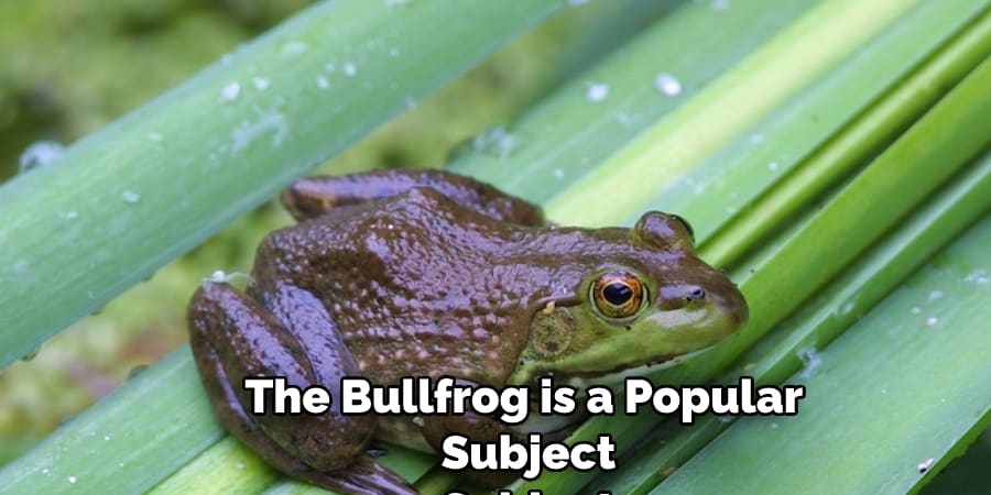 The Bullfrog is a Popular  Subject