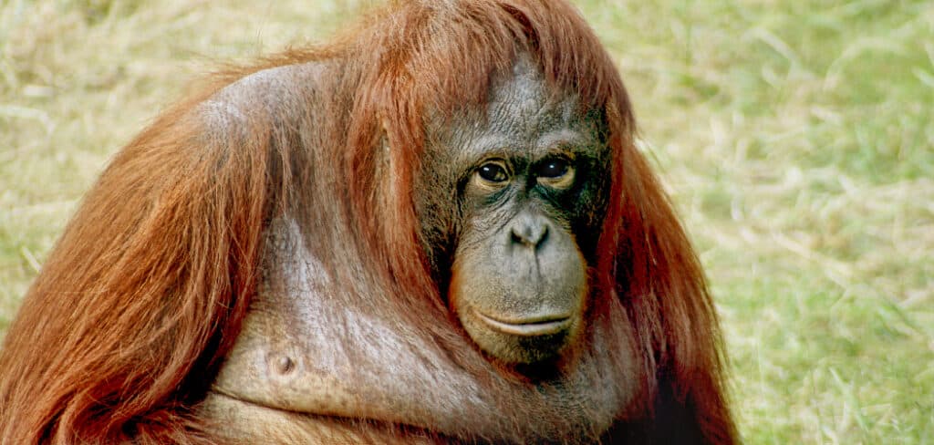 Orangutan Symbolism