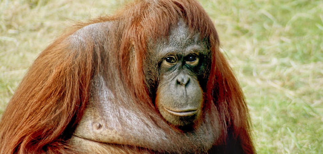 Orangutan Symbolism