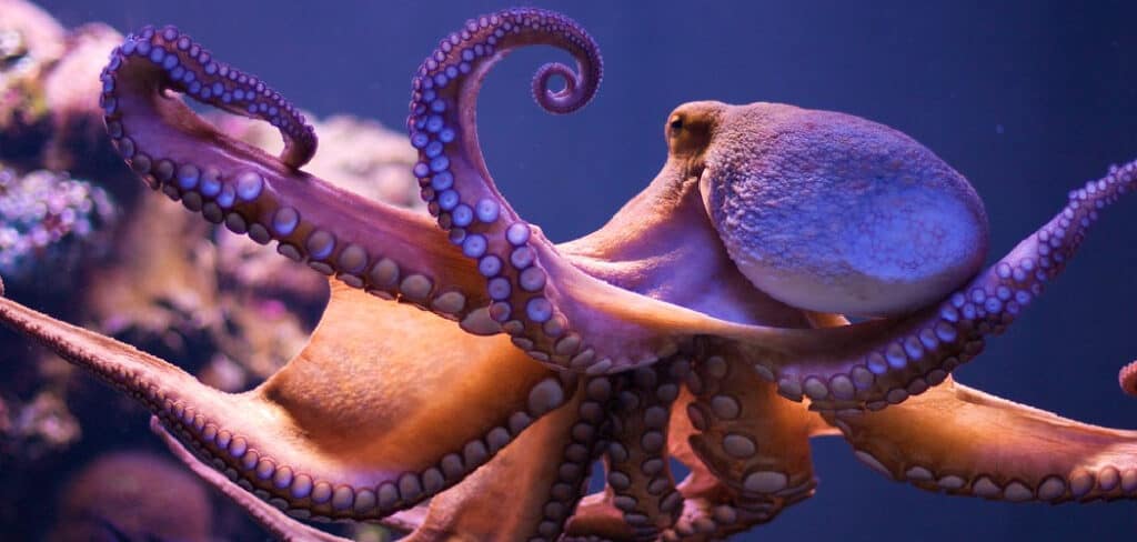 Octopus Spiritual Meaning
