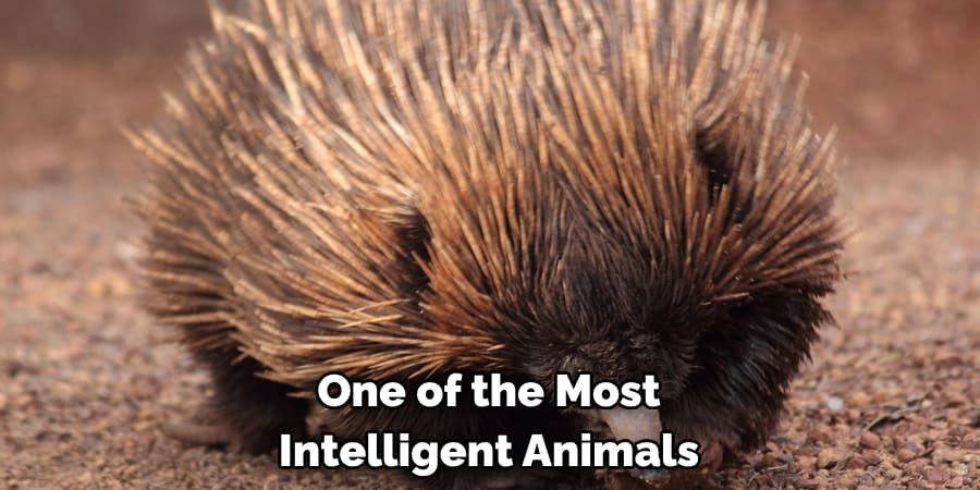 One of the Most Intelligent Animals
