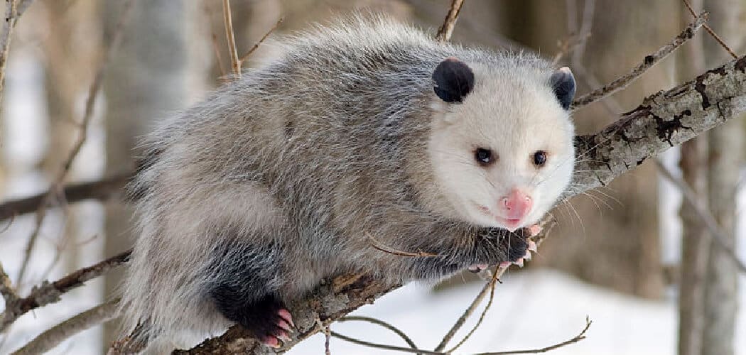 Opossum Spiritual Meaning