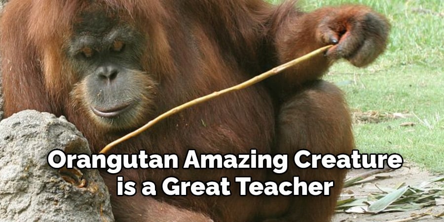 Orangutan Amazing Creature  is a Great Teacher