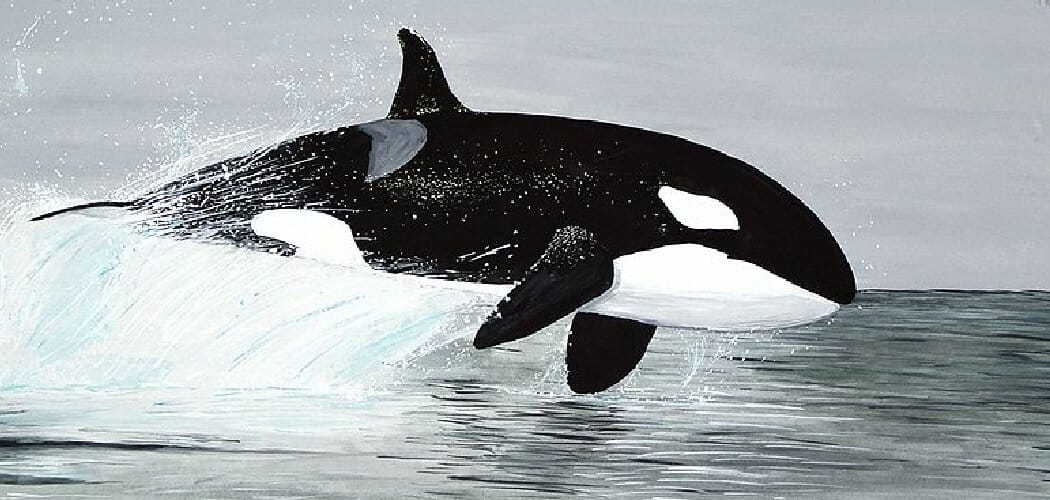 Orca Spiritual Meaning